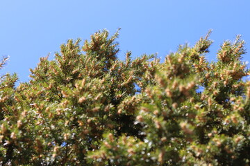 Pins et ciel bleu, journée ensoleillée. Correze, France