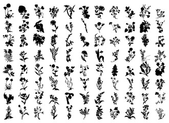 wildflower silhouettes