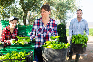 Agriculturists sorting harvested green pepper. Gardeners filling crates with pepper crop.