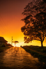 
Spectacular sunset on a wet street next to a beautiful tree