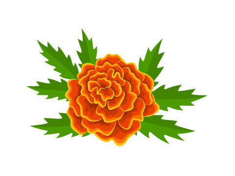 Vector illustration, french marigold flower, with green leaves, isolated on white background.
