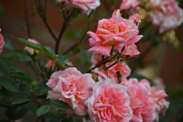 Blush pink garden rosebush close-up