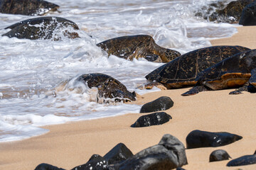 Giant Sea Turtles at Ho’okipa Beach off of the Road to Hana in Maui, Hawaii