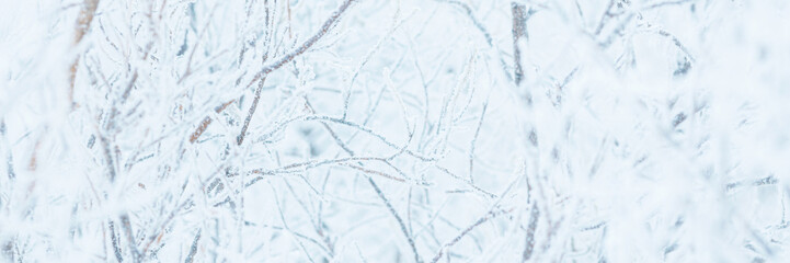 Snow and rime ice on the branches of bushes. Trees covered with hoarfrost. Plants in the park are covered with hoar frost. Cold snowy winter weather. Frosting texture. Wide panoramic light background.