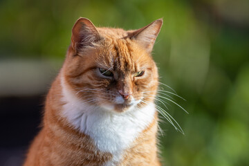 A single orange tabby cat or alley cat laying on the top of a railing with a focused view ahead. The stray animal has a white underbody with an orange on top. Its ears are up and alert to activity. - obrazy, fototapety, plakaty