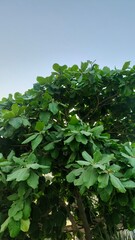 green leaves background