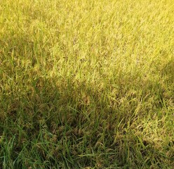 green grass background