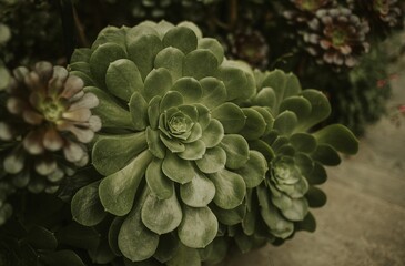 close up of a cactus