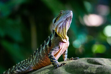 Beautiful unique common Australian water dragon (Intellagama lesueurii) resting on the sun spotted in Brisbane Botanic Gardens Mt Coot-tha, Queensland, Australia