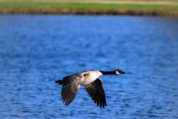 Canadian goose flying over the lake
