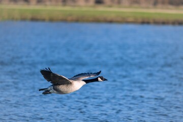 canadian goose in flight