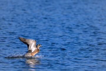A duck landing