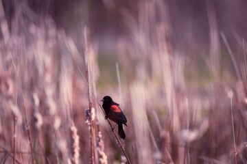 A red wing black bird on cottontails