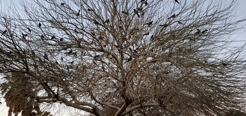 tree of birds