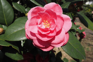 Camellia japonica