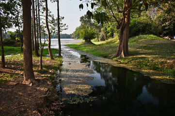 Lake with Creek and a Forest with a Tree Reflecting in Water