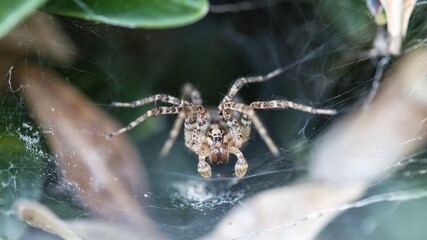 spider on a web