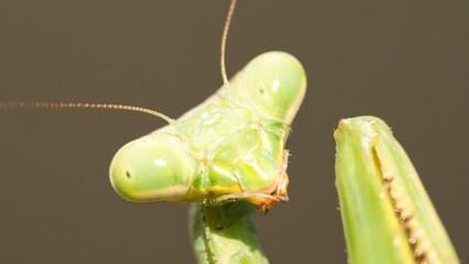 green praying mantis