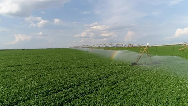 Aerial view pivot at work in soybean field, watering crop for more growth. Center pivot system irrigation. Watering crop in field at farm. Modern irrigation system for land and vegetables