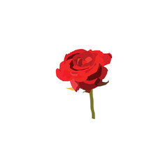 a beautiful red colored rose signs of love and romance. 