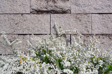 印象的な石垣を背景に咲くツツジの花