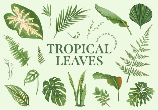 Tropical Leaves & Foliage Illustrations