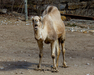 camel staring straight ahead with their mouth open