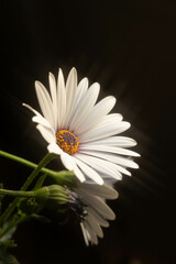 close-up of a daisy captured with a macro lens, showcasing intricate details of its delicate petals and vibrant yellow center surrounded by a dreamy effect, created by a star filter