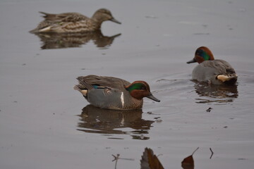 Green-winged Teal Duck Male