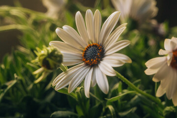 Obraz premium close-up of a daisy captured with a macro lens, showcasing intricate details of its delicate petals and vibrant yellow center surrounded by a dreamy effect, created by a star filter