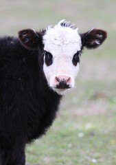 Closeup of a Black Baldy Calf