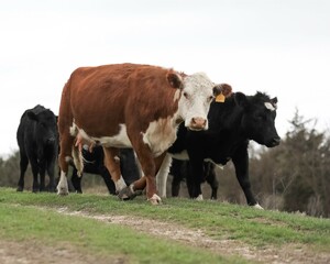 Hereford Cow Walking with a Mixed Angus Herd