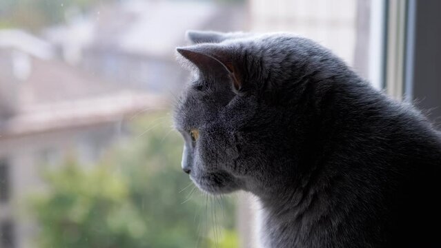 Large Gray British Cat Sitting on Windowsill Looking at the Window on the Street. A bored domestic fluffy cat looks at residential buildings through a blurred glass in the rays of sunlight. Indoors.