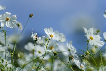 光を浴びて輝く満開の白いコスモスの花