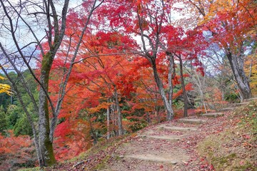 Fototapeta na wymiar ちょうど見頃のカラフルなモミジの紅葉と散った落ち葉のコラボ情景＠兵庫