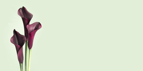 Dark purple Calla lily flowers on green background. Nature flowery banner, minimal style. Bouquet of bright fresh blossoming flowers. Blooms red Calla lilies side view, floral image, copyspace © yrabota