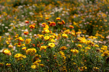 Xerochrysum bracteatum flower field blooms brilliantly on the hillside. The flower symbolizes eternal love
