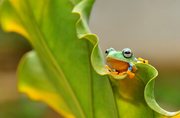 frog on leaf