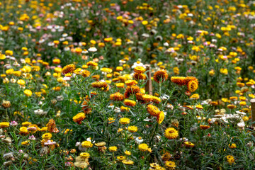 Obraz premium Xerochrysum bracteatum flower field blooms brilliantly on the hillside. The flower symbolizes eternal love