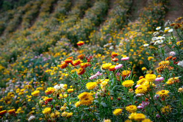 Obraz premium Xerochrysum bracteatum flower field blooms brilliantly on the hillside. The flower symbolizes eternal love