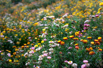 Xerochrysum bracteatum flower field blooms brilliantly on the hillside. The flower symbolizes eternal love