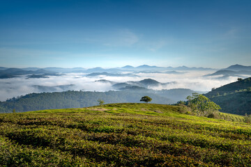 Magical view of Da Lat city, Vietnam. The pine forests are shrouded in mist in the early morning. Morning dew and clouds cover the hillsides with lush green tea farms