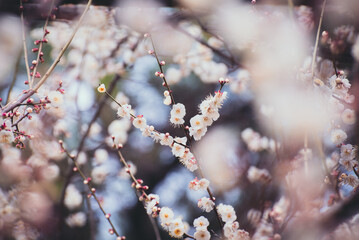 Plum Tree Flowers