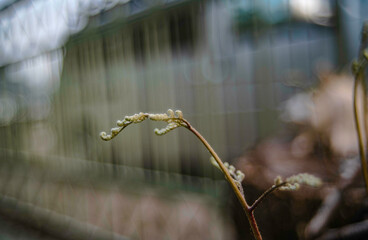The fern is growing and budding.