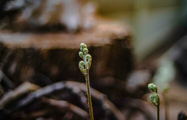 The fern is growing and budding.