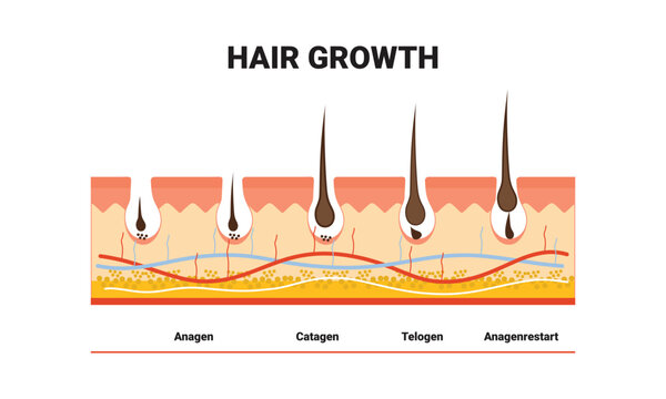 Anatomical training poster. Hair growth phase step by step. Stages of the hair growth cycle. Anagen, telogen, catagen. Skin anatomy. Cross section of the skin layers. Medical vector illustration