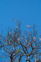 New Growth Spring Cherry Blossoms and Buds on Cherry Tree Branches Under Turquoise Blue Sky.