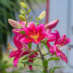 Dark pink Lilly flowers in light rain