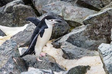 Naklejka premium Closeup of Chinstrap Penguin (Pygoscelis antarcticus) walking across rocks and snow. Flippers spread. On Antarctic Peninsula. 