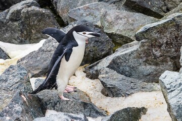 Closeup of Chinstrap Penguin (Pygoscelis antarcticus) walking across rocks and snow. Flippers spread. On Antarctic Peninsula.
